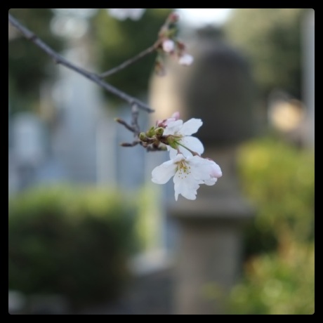 sakura season
